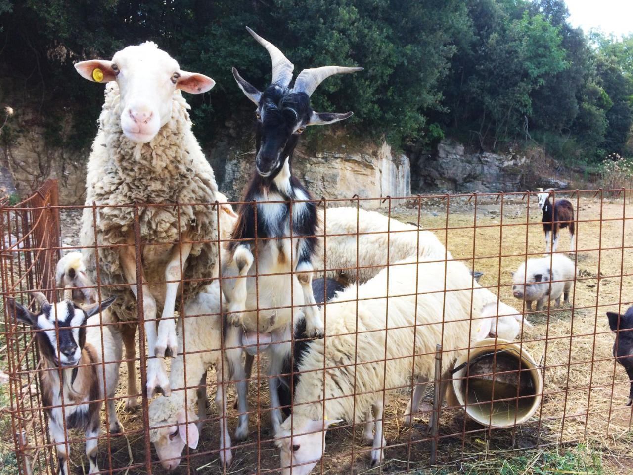 Agriturismo Eco-Bio Belmonte Vacanze Montaione Dış mekan fotoğraf